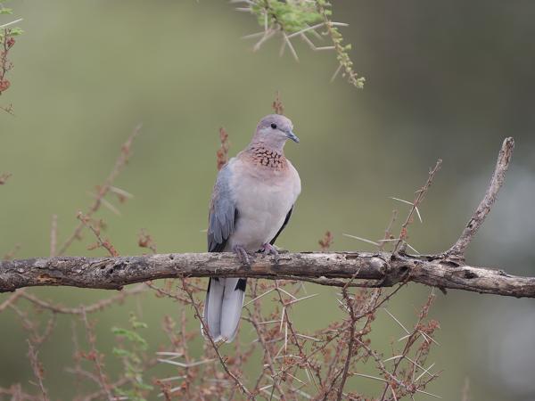 <h3><a href="/trips/tanzania/biota/animalia/chordata/aves/026 columbiformes/001 columbidae/spilopelia senegalensis/spilopelia senegalensis-nl.html">Spilopelia&nbsp;senegalensis</a> / Laughing&nbsp;dove / Palmtortel</h3>OM-1 Mark II met OLYMPUS M.150-400mm F4.5 TC, 1/2000 sec  bij F5.6, ISO 1600, afstand 17.2&nbsp;m